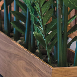 Zamifolia Plants in Rectangle Planter