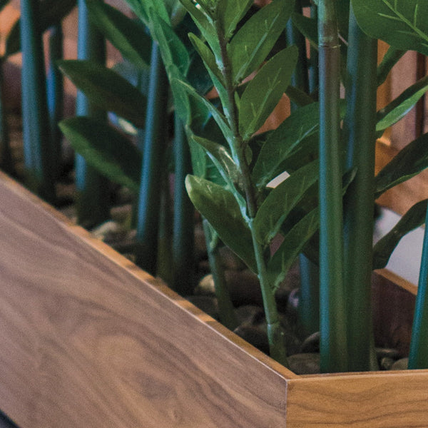 Zamifolia Plants in Rectangle Planter