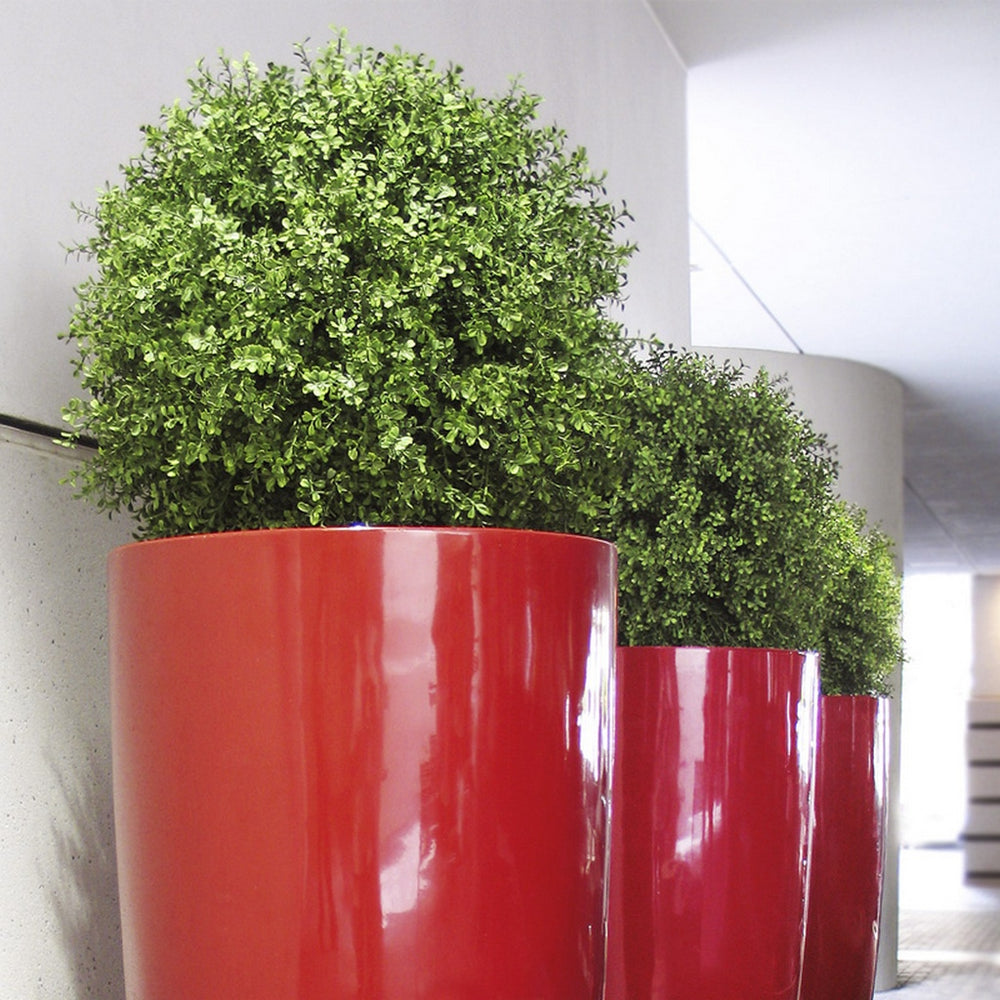 Boxwood Ball