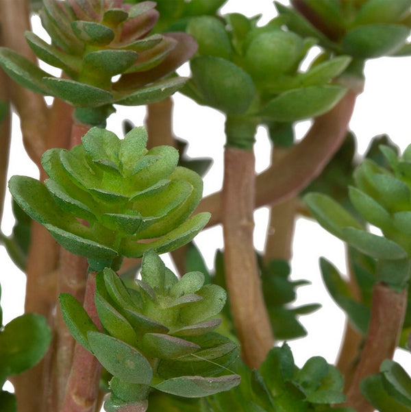 Sedum Baby Tears 7.75"L