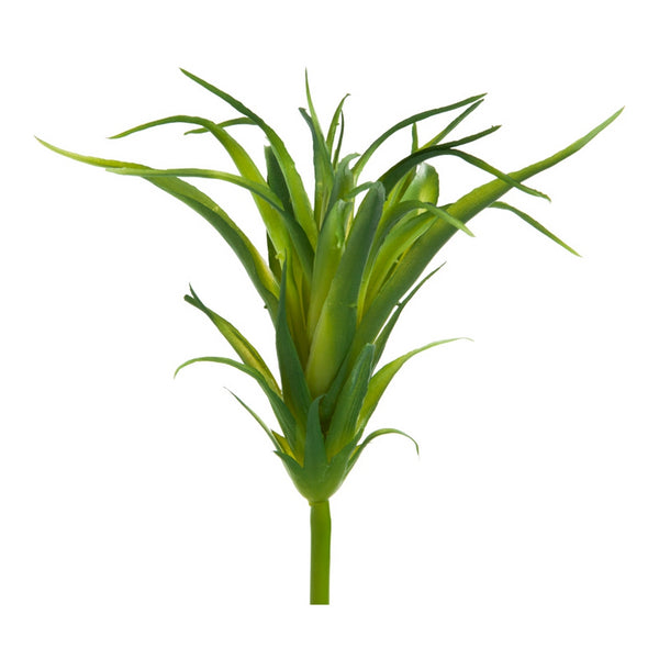 Ionantha Air Plant