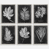 Foliage Framed Prints