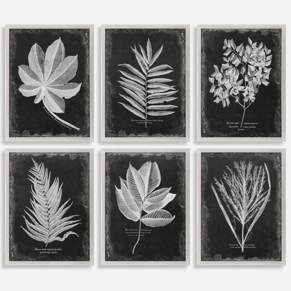 Foliage Framed Prints