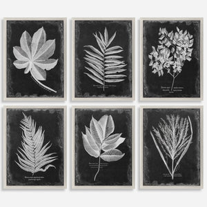 Foliage Framed Prints
