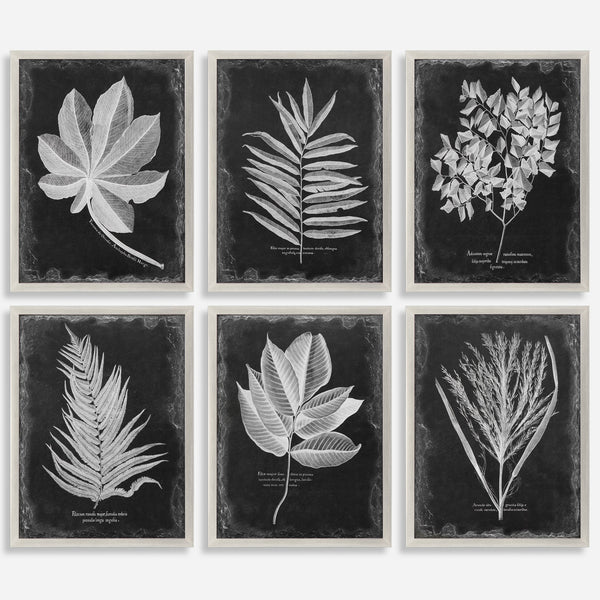Foliage Framed Prints