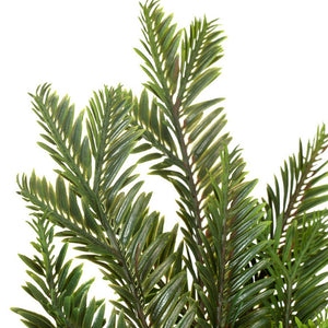 Hemlock Spray