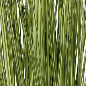 36" Japanese Silver Grass, unpotted 19 bunch set