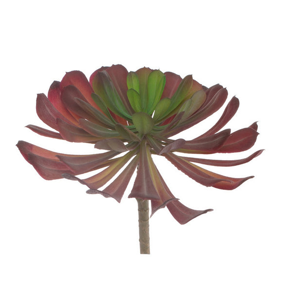 Echeveria Pulidonis Burgundy