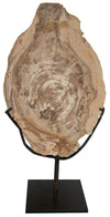 12" Wood Fossil Display on Matte Black Industrial Steel Stand