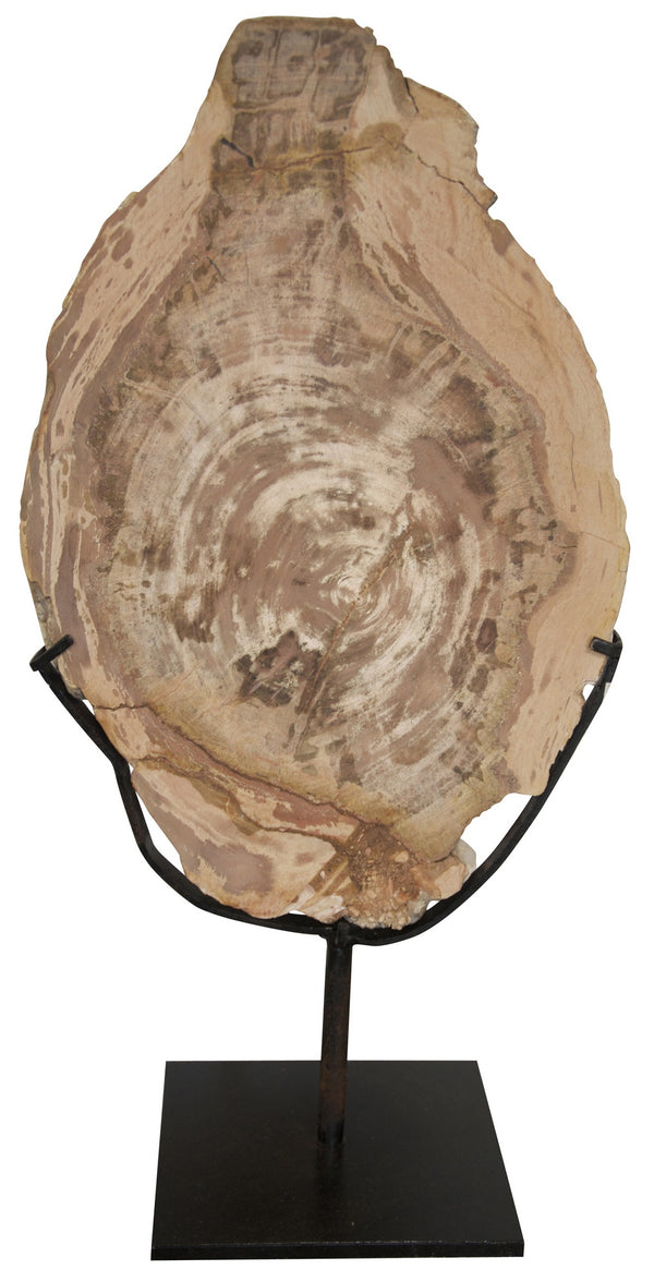 12" Wood Fossil Display on Matte Black Industrial Steel Stand