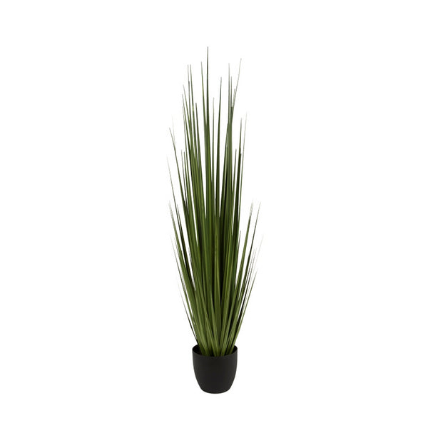 Potted Century Grass