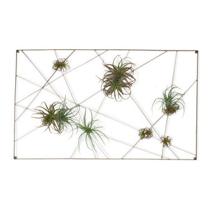 Intersect Wall Art with Tillandsia Mix