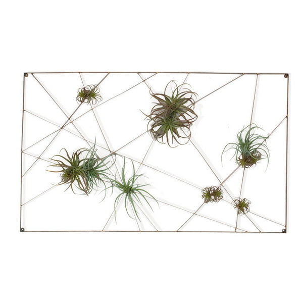 Intersect Wall Art with Tillandsia Mix