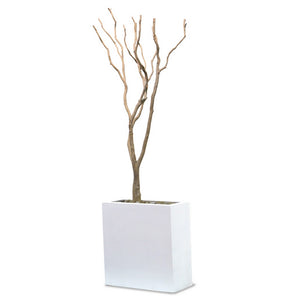 Sandblasted Redwood in Tall White Rectangle Plante