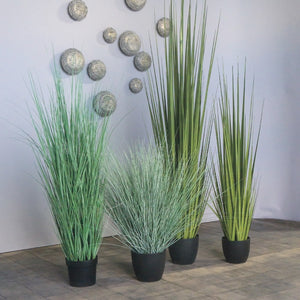 Potted Bear Grass 45"H