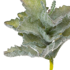 Oakleaf Kalanchoe 5.5"