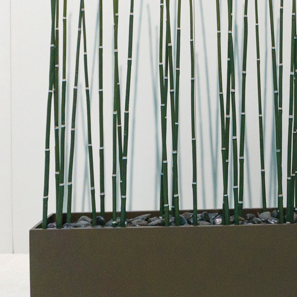 Equisetum in Custom Rectangle Planter