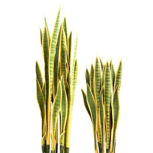 Sansevieria Plant Set Unpotted, Yellow/Green