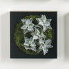 Mini Green Wall 12"SQ Oakleaf Kalanchoe
