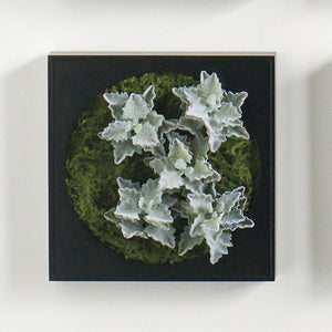 Mini Green Wall 12"SQ Oakleaf Kalanchoe