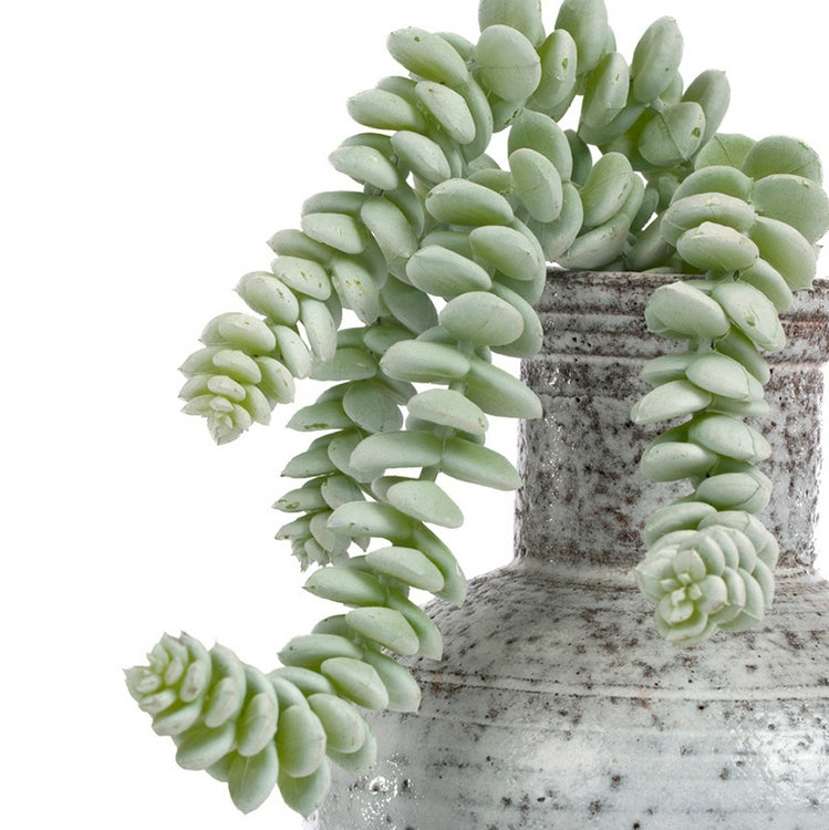 Burro's Tail in Oxide Bottle