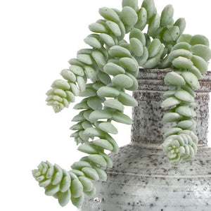 Burro's Tail in Oxide Bottle