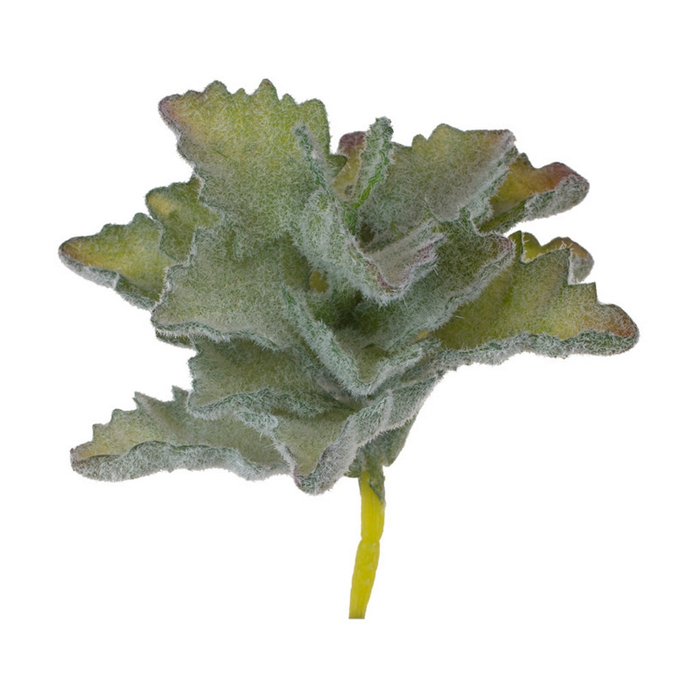 Oakleaf Kalanchoe 5.5"