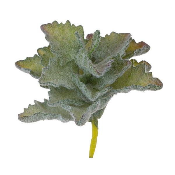Oakleaf Kalanchoe 5.5"