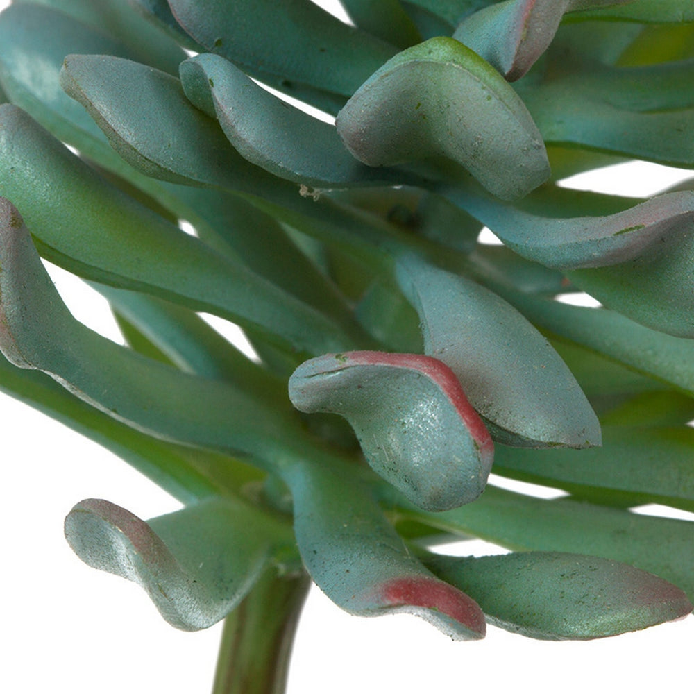 Dusty Sedum 6.5"