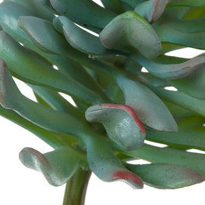 Dusty Sedum 6.5"