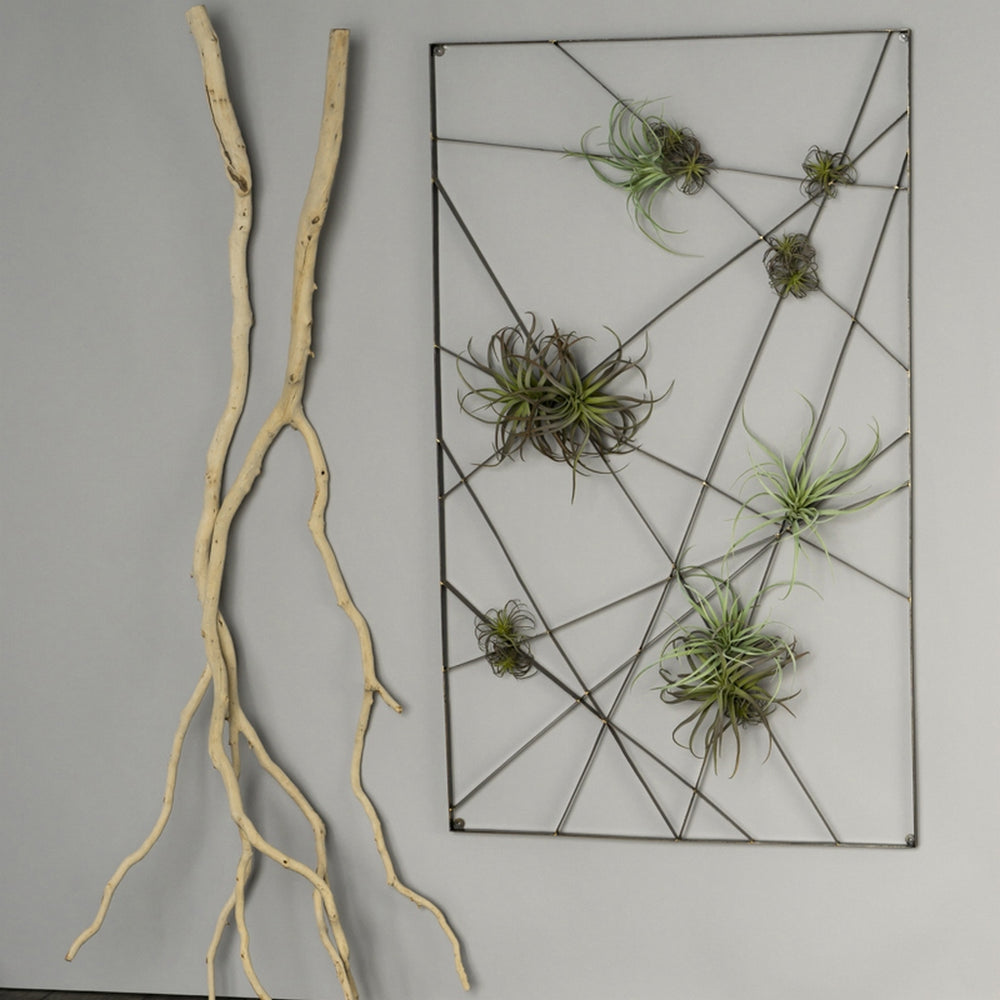 Intersect Wall Art with Tillandsia Mix