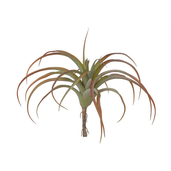 Tillandsia LG 12"D Bronze
