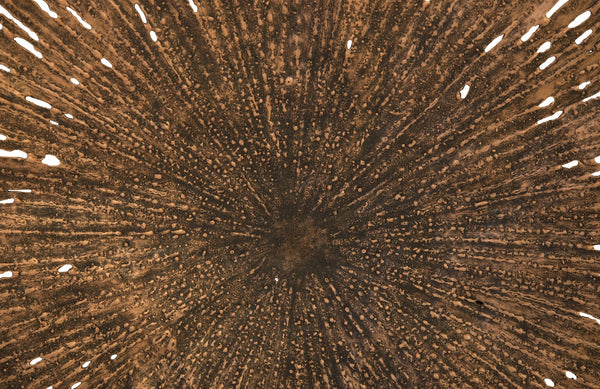 Lotus Wall Art, Copper/Black, Medium