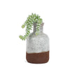 Burro's Tail in Oxide Bottle
