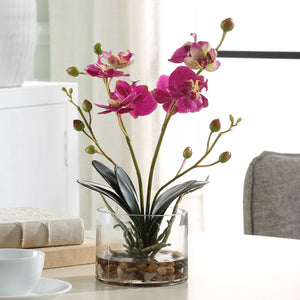 Glory Fuchsia Orchid