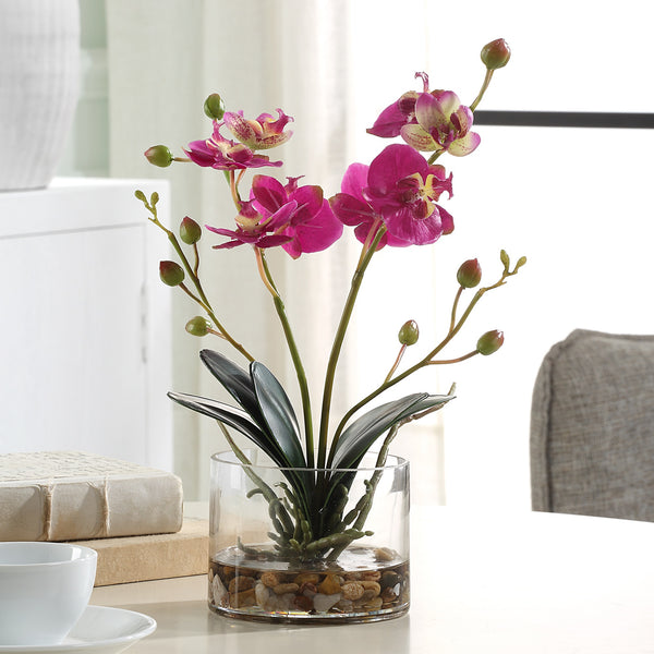 Glory Fuchsia Orchid