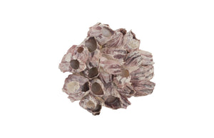 Barnacle Cluster Wall Art, Large