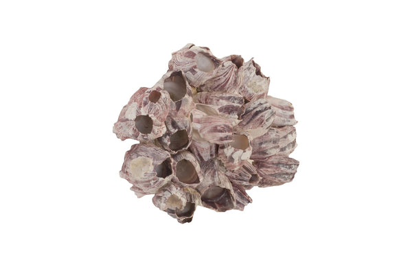 Barnacle Cluster Wall Art, Large