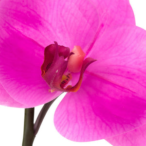 Orchid Fuchsia Phalaenopsis Pick x2