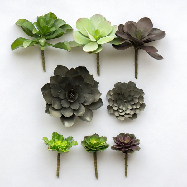 Kale Kalanchoe