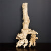 Root,Club,bleached 18"-20"L