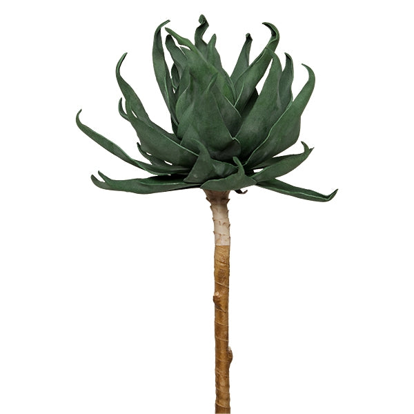 Aloe Stem 42"H w/out Pot