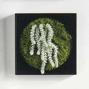 Mini Green Wall 12"SQ Burro's Tail
