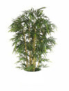 Bamboo Tree, UNPOTTED 7'