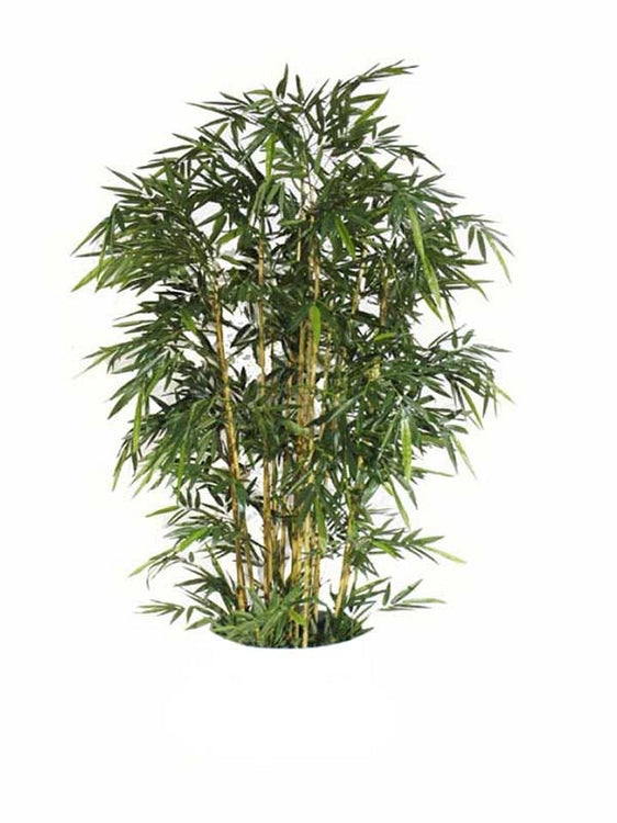 Bamboo Tree, UNPOTTED 7'