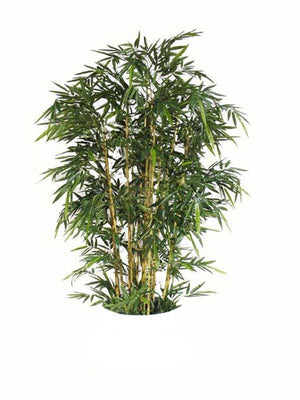 Bamboo Tree, UNPOTTED 7'