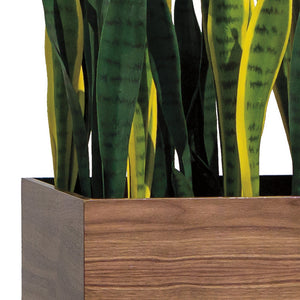 Short Sansevieria Mix in Custom Rectangle Planter