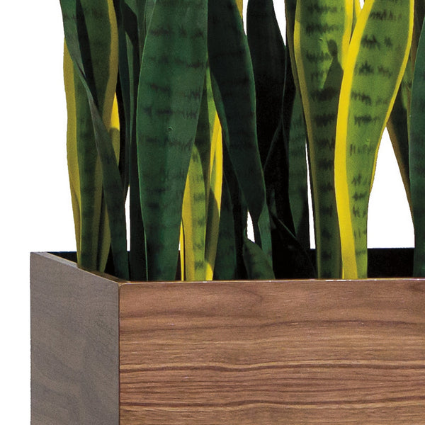 Short Sansevieria Mix in Custom Rectangle Planter