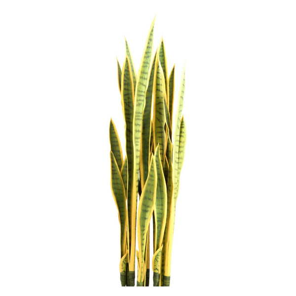 Sansevieria Plant Set Unpotted, Yellow/Green