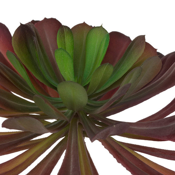 Echeveria Pulidonis Burgundy